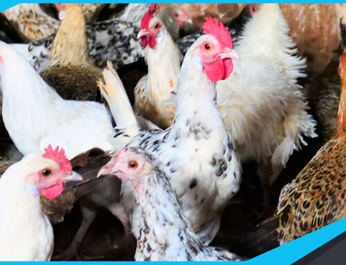Bénéfices du coq du Faso